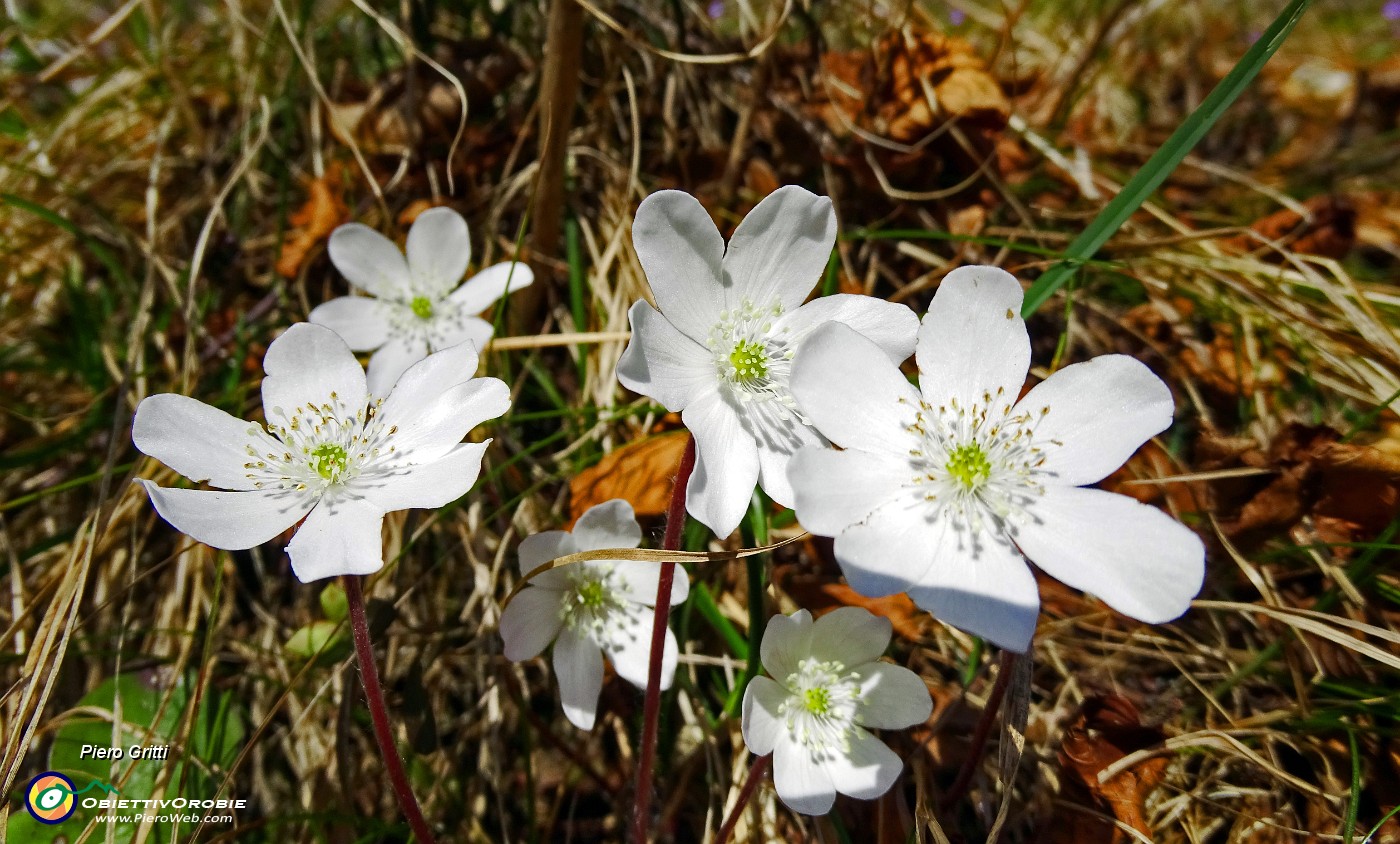 21 Hepatica nobilis bianca.JPG -                                